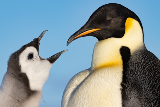 Filmmaker James Cameron on penguins, arctic cold, and lowlight cameras
