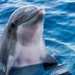 Google AI model understands dolphin chatter