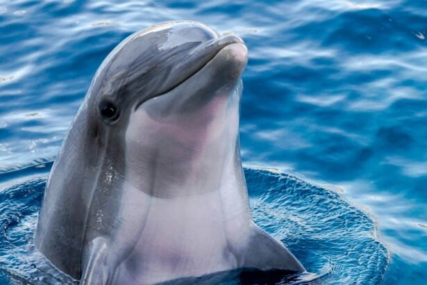 Google AI model understands dolphin chatter