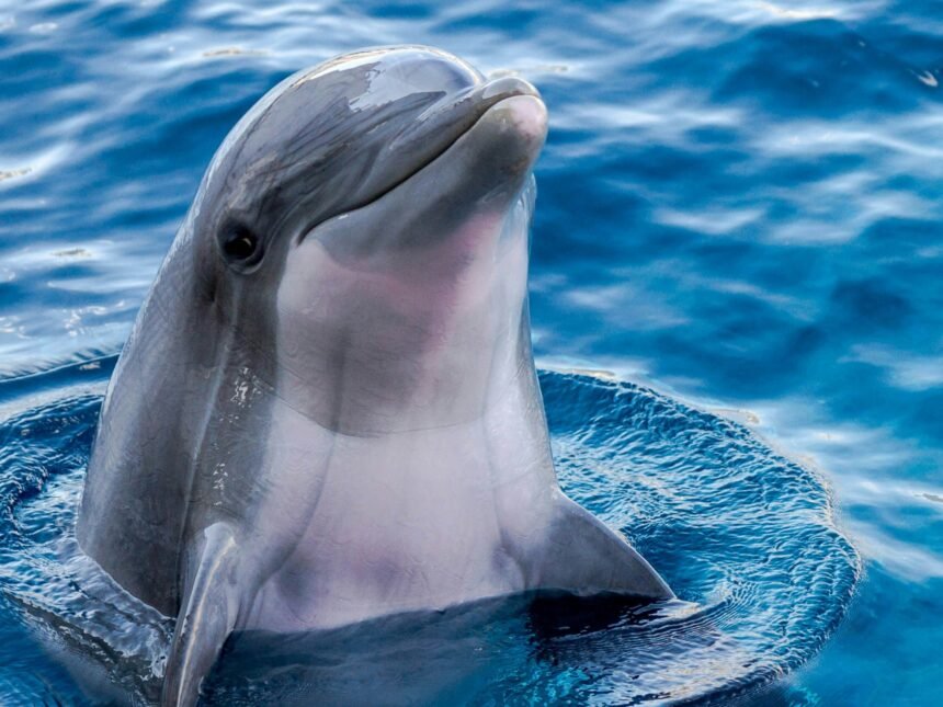 Google AI model understands dolphin chatter