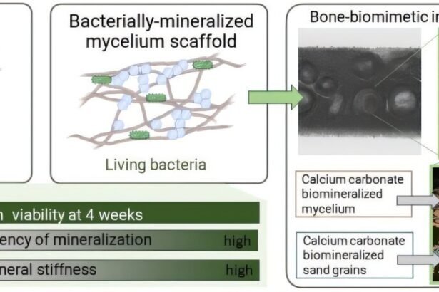 Living fungus-based building material repairs itself for over a month