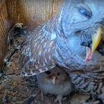 Watch an owl try to eat a turtle whole