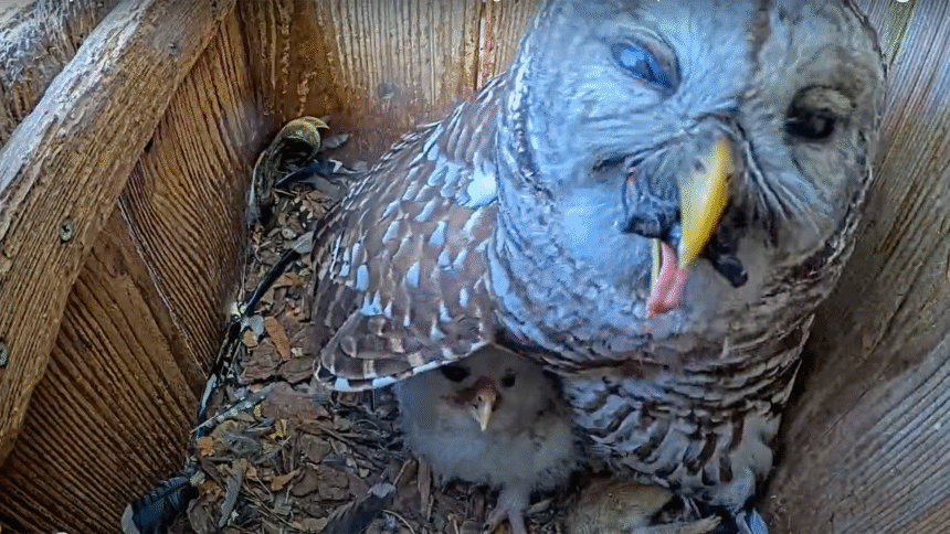 Watch an owl try to eat a turtle whole