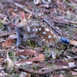 Watch endangered marsupials return to Australian bushland after 62 years