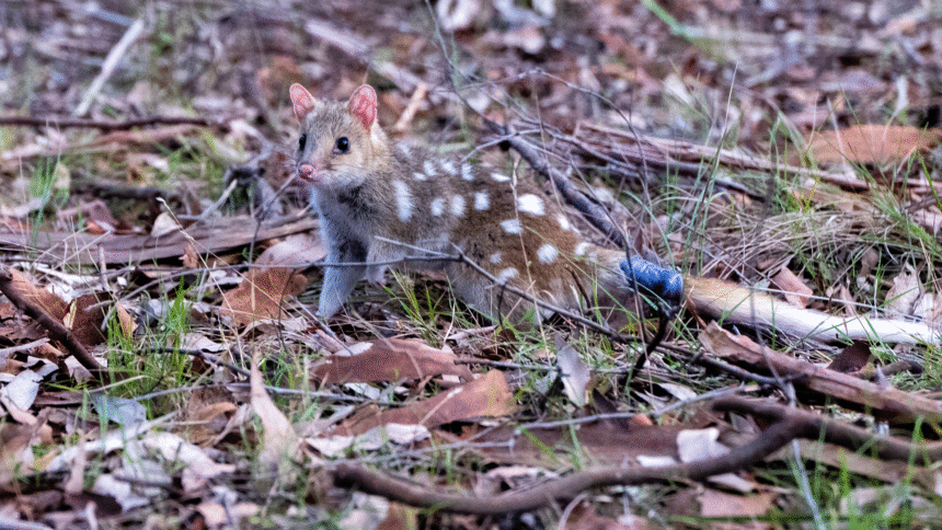 Watch endangered marsupials return to Australian bushland after 62 years