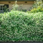 Creating a Natural Boundary: The Ultimate Guide to Building a Living Fence