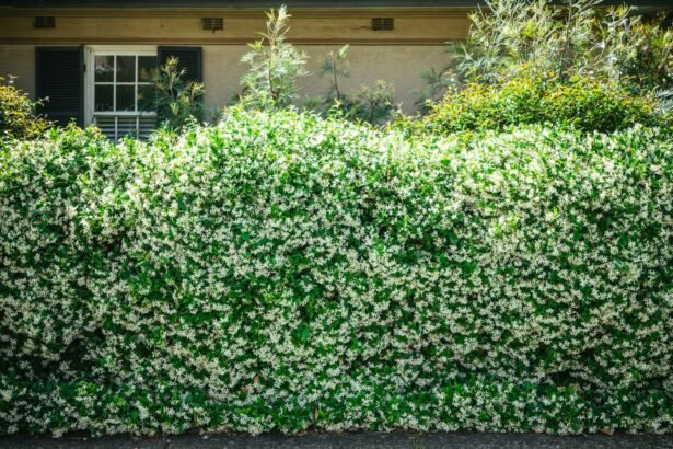 Creating a Natural Boundary: The Ultimate Guide to Building a Living Fence