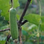 Exploring the Luffa Farm: A Harvest Adventure