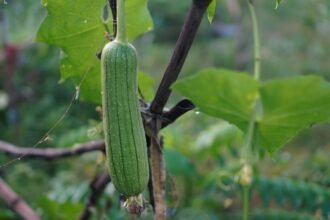 Exploring the Luffa Farm: A Harvest Adventure