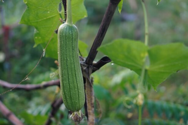 Exploring the Luffa Farm: A Harvest Adventure