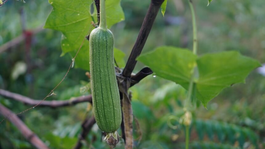 Exploring the Luffa Farm: A Harvest Adventure