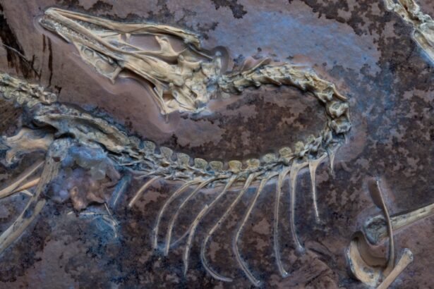 Fossilized Feathers: Uncovering the Flight of the Chicken Dinosaur
