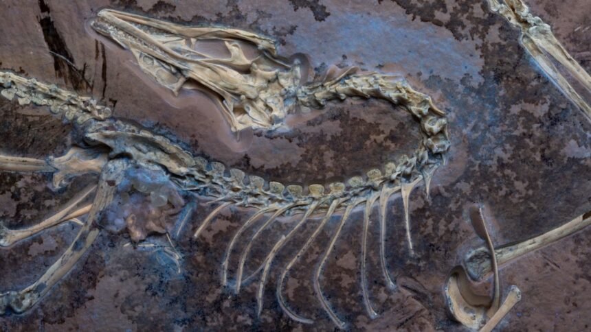 Fossilized Feathers: Uncovering the Flight of the Chicken Dinosaur