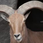 High-Flying Hunts: Texas Proposes Legalizing Helicopter Hunting of Invasive Sheep