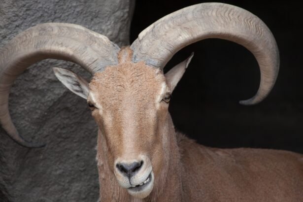 High-Flying Hunts: Texas Proposes Legalizing Helicopter Hunting of Invasive Sheep
