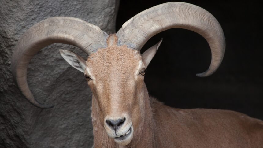 High-Flying Hunts: Texas Proposes Legalizing Helicopter Hunting of Invasive Sheep