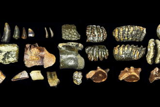 Revealing the Social Lives of Our Ancestors: A Surprising Discovery
