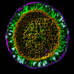 Revolutionizing Cell Biology: Seattle’s Allen Institute Takes on Groundbreaking ‘Moonshot’ Mission