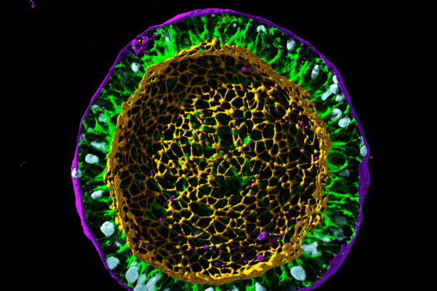 Revolutionizing Cell Biology: Seattle’s Allen Institute Takes on Groundbreaking ‘Moonshot’ Mission
