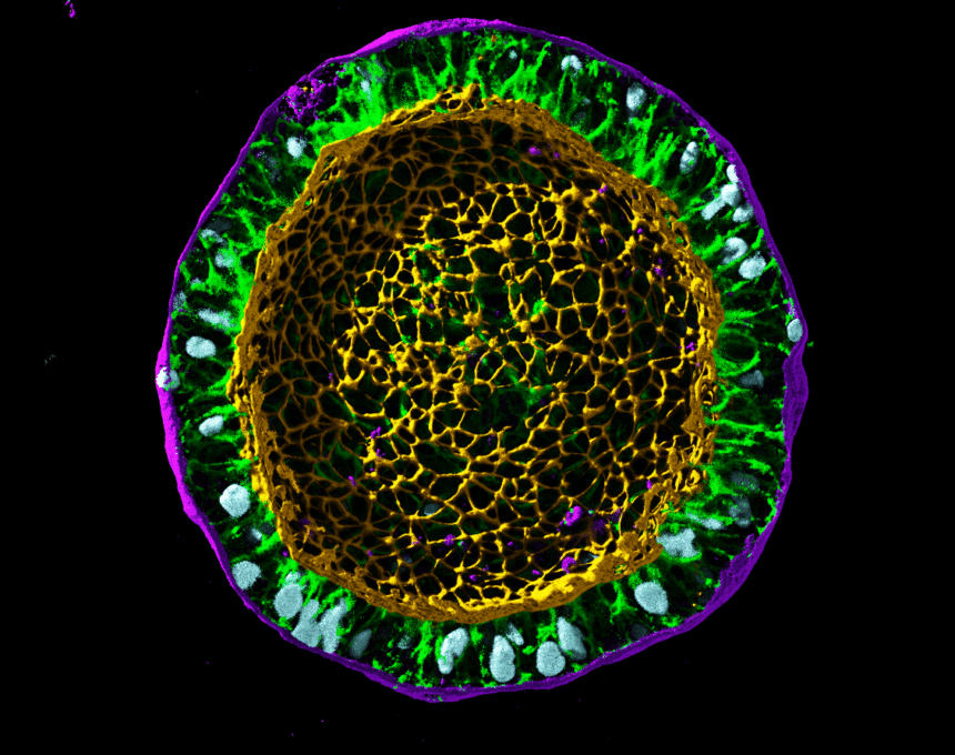 Revolutionizing Cell Biology: Seattle’s Allen Institute Takes on Groundbreaking ‘Moonshot’ Mission