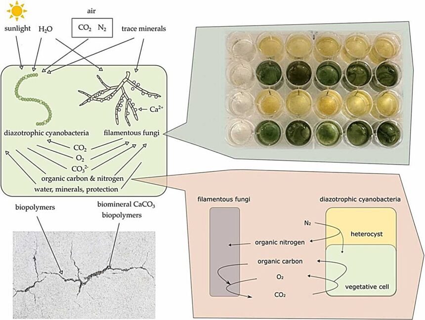 Revolutionizing Construction: Self-Healing Concrete with Synthetic Lichen Technology