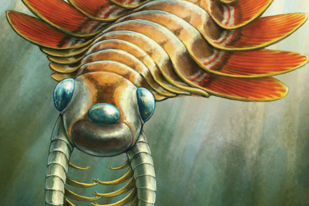 The Unusual Respiratory System of the Ancient Three-Eyed Sea Moth