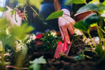 Thriving in Unexpected Spaces: Exploring the Joy of Growing Culinary Plants