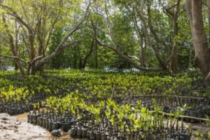 Veritree Secures .5M Funding and Commitments to Plant 100 Million Trees Worldwide