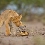 Visions of Nature: A Collection of Stunning Images from the 2025 GDT Photographer of the Year Awards