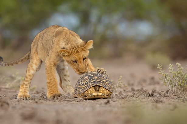 Visions of Nature: A Collection of Stunning Images from the 2025 GDT Photographer of the Year Awards