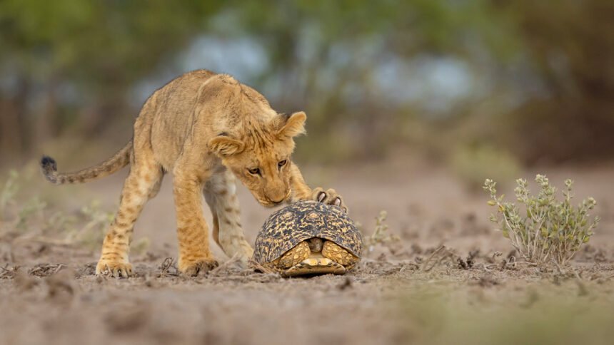 Visions of Nature: A Collection of Stunning Images from the 2025 GDT Photographer of the Year Awards