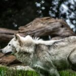 Revolutionizing Funding Models through De-Extinction Technology