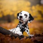 Revolutionizing Pet Health: The Future of Stem Cell Therapies