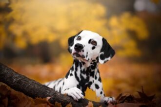 Revolutionizing Pet Health: The Future of Stem Cell Therapies
