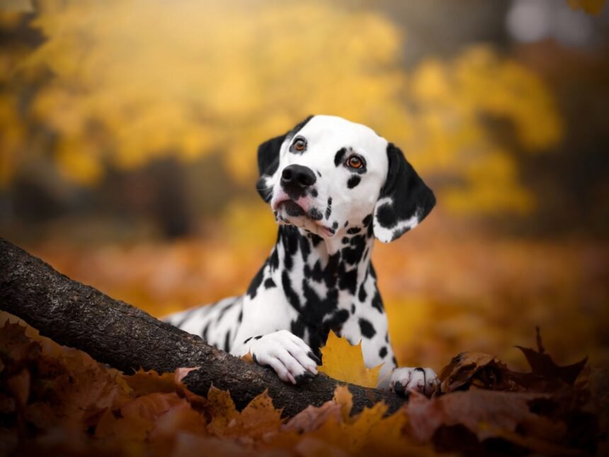 Revolutionizing Pet Health: The Future of Stem Cell Therapies