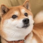 5 Compelling Reasons to Invest in Shiba Inu Before 2026