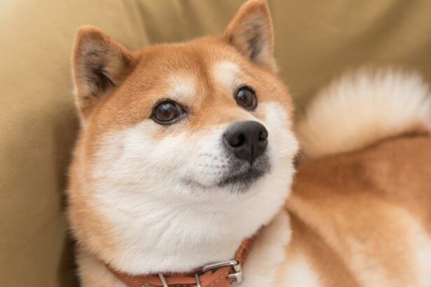 5 Compelling Reasons to Invest in Shiba Inu Before 2026