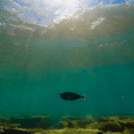 Harnessing the Power of the Ocean Floor: Can This Company Lead the Charge in EV Innovation?