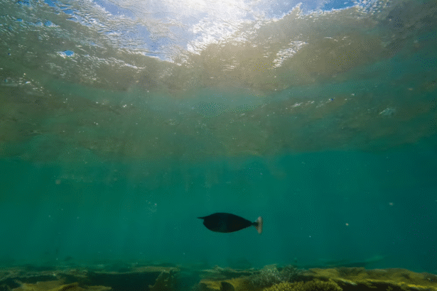 Harnessing the Power of the Ocean Floor: Can This Company Lead the Charge in EV Innovation?