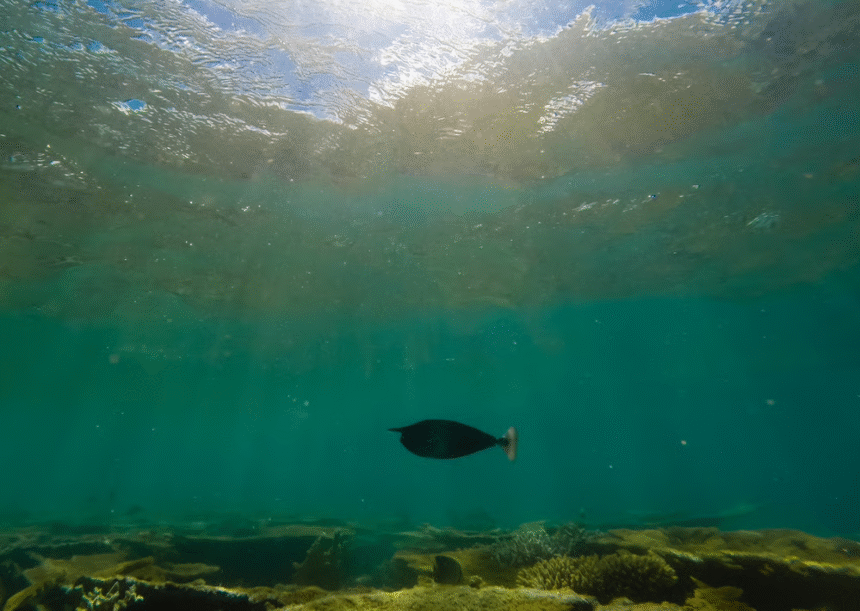 Harnessing the Power of the Ocean Floor: Can This Company Lead the Charge in EV Innovation?