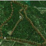 Harvesting Renewable Energy: The Sustainable Solution of Solar Trees