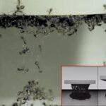 Exploring the Boundless Applications of Ant Swarm Simulation in Materials Engineering, Robot Navigation, and Traffic Control