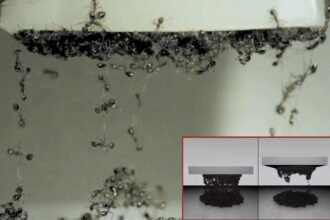 Exploring the Boundless Applications of Ant Swarm Simulation in Materials Engineering, Robot Navigation, and Traffic Control