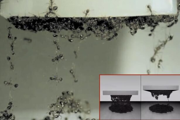 Exploring the Boundless Applications of Ant Swarm Simulation in Materials Engineering, Robot Navigation, and Traffic Control