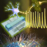 Revolutionary Artificial Neurons: Pioneering Direct Communication with Living Cells
