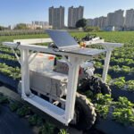 Revolutionizing Agriculture: WSU’s AI Strawberry-Picking Robot with Puff of Air Technology