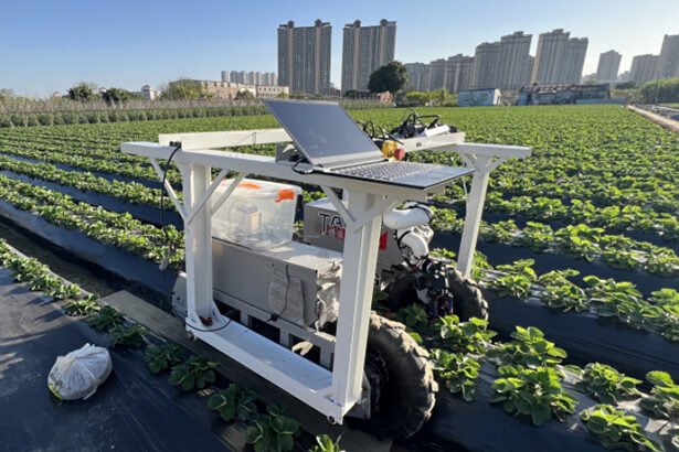 Revolutionizing Agriculture: WSU’s AI Strawberry-Picking Robot with Puff of Air Technology