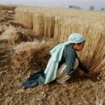 Revolutionizing Farming: How AI is Transforming Agriculture