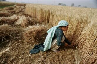 Revolutionizing Farming: How AI is Transforming Agriculture