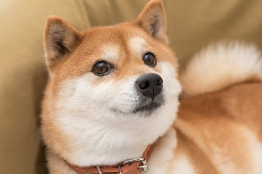 The Reasons Behind Dogecoin’s Rapid Decline